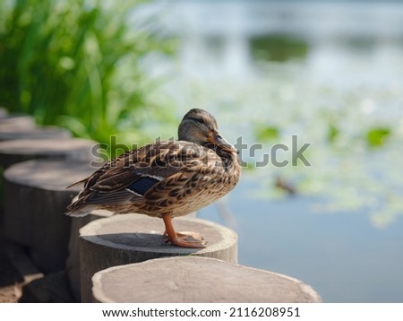 Female mallard duck with in spring lake shore, in city park near river Moskva of estate Arkhangelskoye, Moscow region, Russia