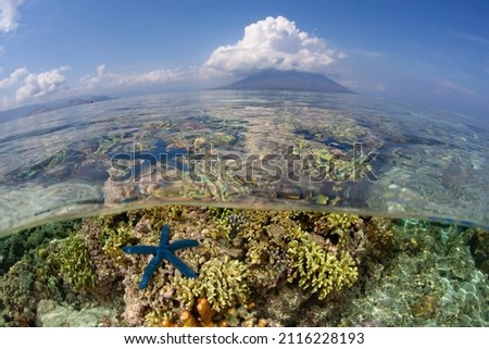 A blue sea star clings to a shallow reef in the waters near Alor, Indonesia. This remote region, part of the Lesser Sunda Islands, is known for both marine biological diversity and active volcanoes. Royalty-Free Stock Photo #2116228193
