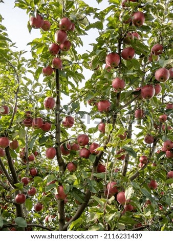 Fresh red apples growing on the tree