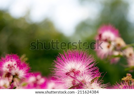 Flowers Caliandra - Calliandra Brevipes