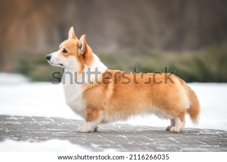 Red welsh corgi pembroke dog standing in breed show stack outdoors in winter Royalty-Free Stock Photo #2116266035