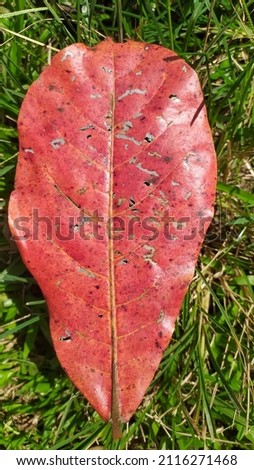 Picture of white stripes disease on red ketapang leaves