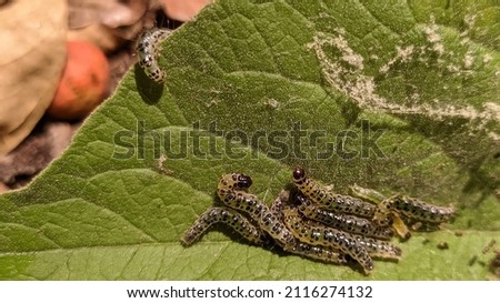 picture of yellow caterpillar black spots on the body.
