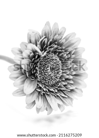 black and white picture of sunflower isolated in studio