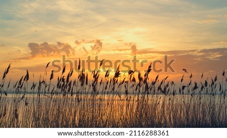 Majestic sunset sea landscape in autumn nature. Reeds sway on wind in golden sun rays. Close up grass blowing at coastline horizon background with no people. Relax tranquility dusk scene concept. Royalty-Free Stock Photo #2116288361