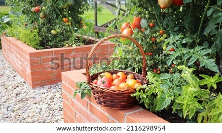 Tomatoes harvesting.Raised beds gardening in an urban garden growing plants herbs spices berries and vegetables. A modern vegetable garden with raised bricks beds . Royalty-Free Stock Photo #2116298954