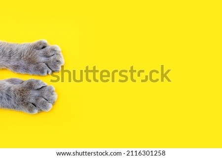 Gray cat paws on a yellow background. Beautiful striped paws of a fluffy cat on a paper background. Cute cat paws with free space for ads or text. Healthy happy cat concept Royalty-Free Stock Photo #2116301258