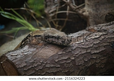 Close up of a Boa Constrictor (Boa constrictor)