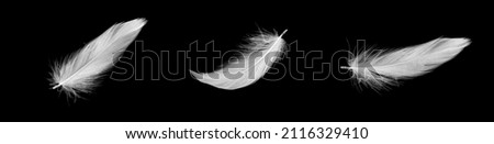 white duck feathers isolated on black background Royalty-Free Stock Photo #2116329410