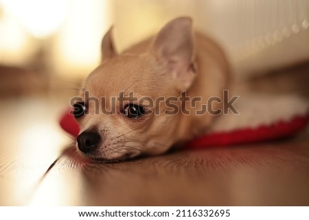 Portrait of beige mini chihuahua dog. High quality photo