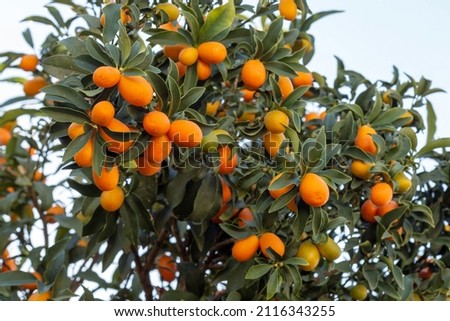 
Fortunella margarita Kumquat (Citrus japonica) foliage and fruits on a kumquat tree. Many ripe kumquat fruits. Israel Royalty-Free Stock Photo #2116343255