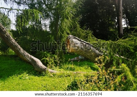 Forest glade, fallen old tree in bright rays