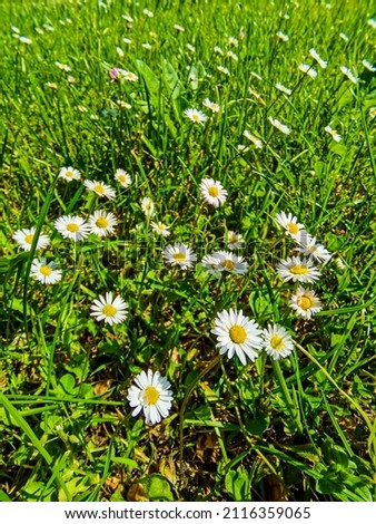 daisies in the grass , Digital created image Picture