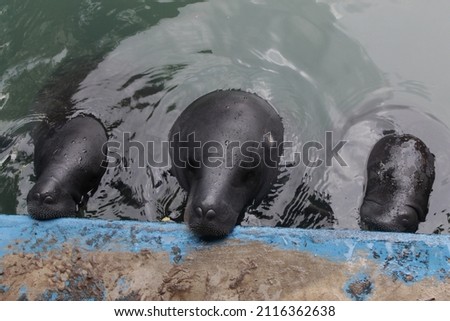 Big grey manatí family in the water of the amazonas in Peru 