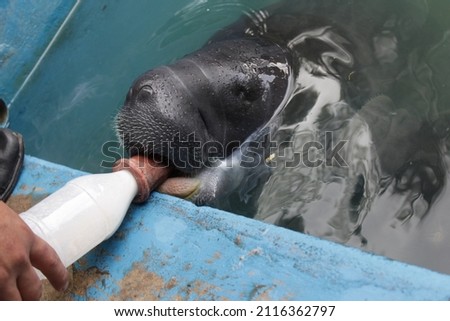 Big grey manatí in the water of the amazonas in Peru is drinking milk from a bottle from a helper in a rescue center 