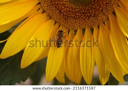 Beautiful yellow closeup of bee on sunflower petal