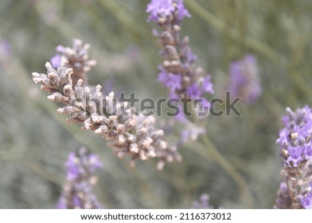 Closeup picture of lavender with blurry background