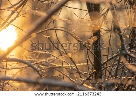 Photo out of focus.The sun's rays make their way through the branches of trees.
  Winter nature.close up..