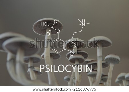 Psilocybin chemical formula mushroom. Psychedelic drug. Close up Magic shroom. Psilocybe fungi. Psilocybin Mushroom. Royalty-Free Stock Photo #2116376975