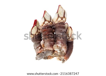 Goose neck barnacle seafood closeup isolated on white.Pollicipes pollicipes Royalty-Free Stock Photo #2116387247
