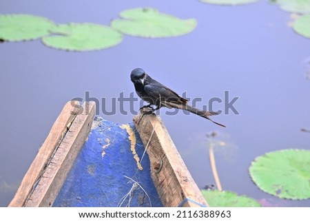 Black Drongo is a species of bird in the family Dicruridae