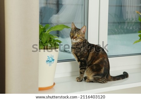 cute cat on windowsill with pot plant and curtain close up photo