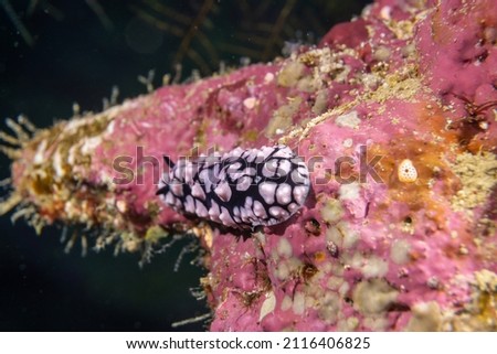 White and Black nudibranch on red coral. The Red Sea.
