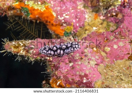 White and Black nudibranch on red coral. The Red Sea.