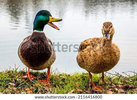 ducks at  a lake - photo