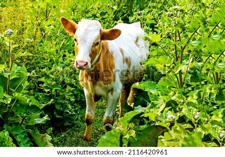 Cow calf in the tall grass. Cow calf in grass. Cow calf on pasture. Cow calf portrait Royalty-Free Stock Photo #2116420961