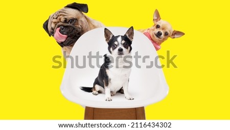 Funny dogs on trendy yellow background. Lovely puppies of pug and chihuahua breed. Wide angle horizontal wallpaper or web banner.
