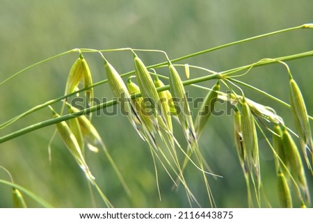 Wild oats like weeds growing in a field (Avena fatua, Avena ludoviciana) Royalty-Free Stock Photo #2116443875