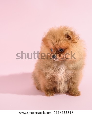 Cute confused pomeranian puppy with pink background