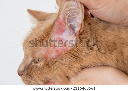 Close up of a rash on the skin of the cat's ears. Diagnosis of scabies or mange in cats. Dermatological diseases of cats.  Royalty-Free Stock Photo #2116463561