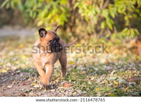Standing Belgian Shepherd Malinois Puppy Outside in Garden Royalty-Free Stock Photo #2116478765