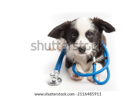 Welsh corgi cardigan dog puppy and stethoscope isolated on white background. A small dog at a veterinarian's appointment in a veterinary clinic. Pet health concept. banner