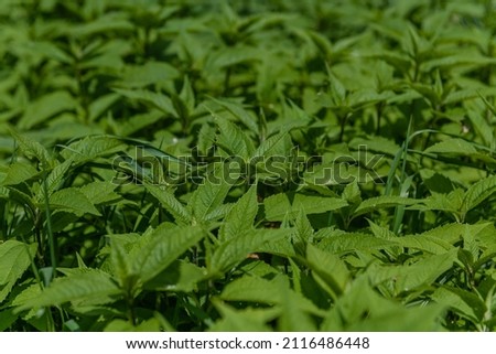 Lots of green plants. Photo for background