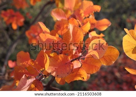 bright red foliage on the bushes in autumn, bright October skumpia