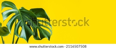Trending houseplant tropical monstera deliciosa. Green leaves of monstera on color yellow background. Banner format.