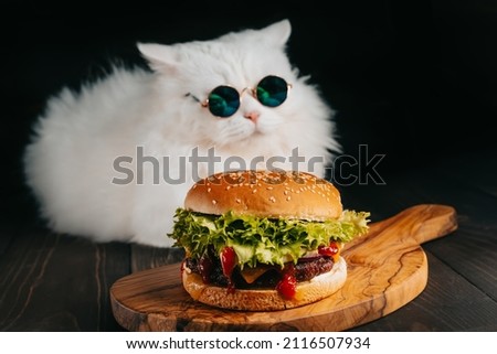 Cute fluffy cat in sunglasses near burger on dark background. Kitty with tasty fast food meal with meat cutlet, onion, vegetables, melted cheese and sauce.