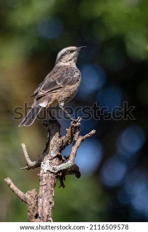 The chalk-browed mockingbird or Sabia-do-campo perched on a tree. It's a typical bird from the south-central region of Brazil. Species Mimus saturninus. Birdwathching. Birding.