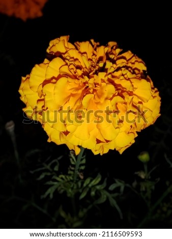 This picture is of a marigold flower which was taken at night.