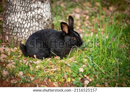 black bunny, bunny in wild life outdor
