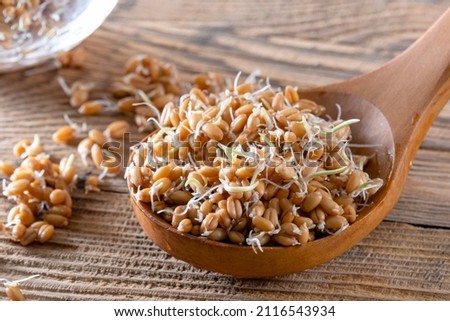 Young wheat sprouts, super healthy and fortified food. Whole wheat sprouts in a wooden spoon and spilled from a sprouting jar. Superfood, antioxidant and rich set of proteins and carbohydrates. Royalty-Free Stock Photo #2116543934