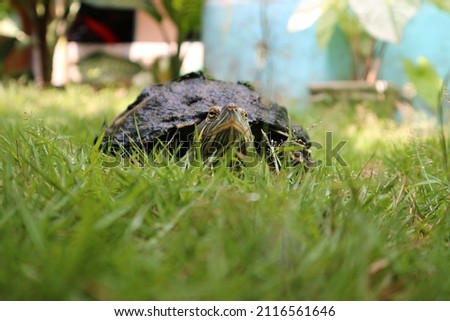 Red-eared slider turtle trachemys scripta walkin on grass. Brazilian turtle macro photography.