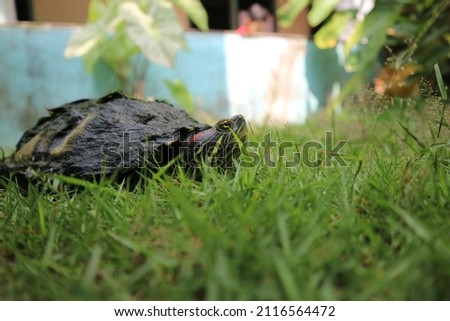 Red-eared slider turtle trachemys scripta walkin on grass. Brazilian turtle macro photography.