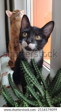 Two cats and a cactus. Black cat with white whiskers and red cat. High quality photo