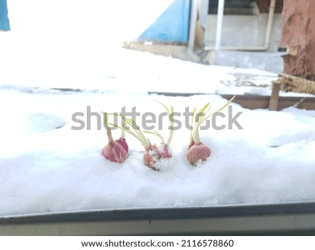 Red onions that are born on the snow