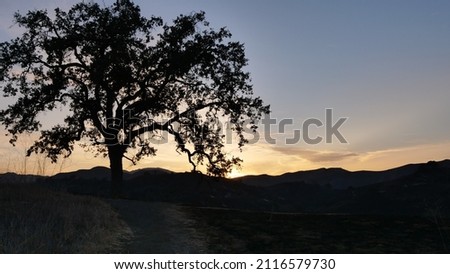 A single tree at sunset, Calabasas, post woosley fire 