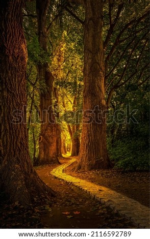 A path in a fabulous forest. Fairy forest pathway. Forest path view. Pathway in fairytale forest Royalty-Free Stock Photo #2116592789